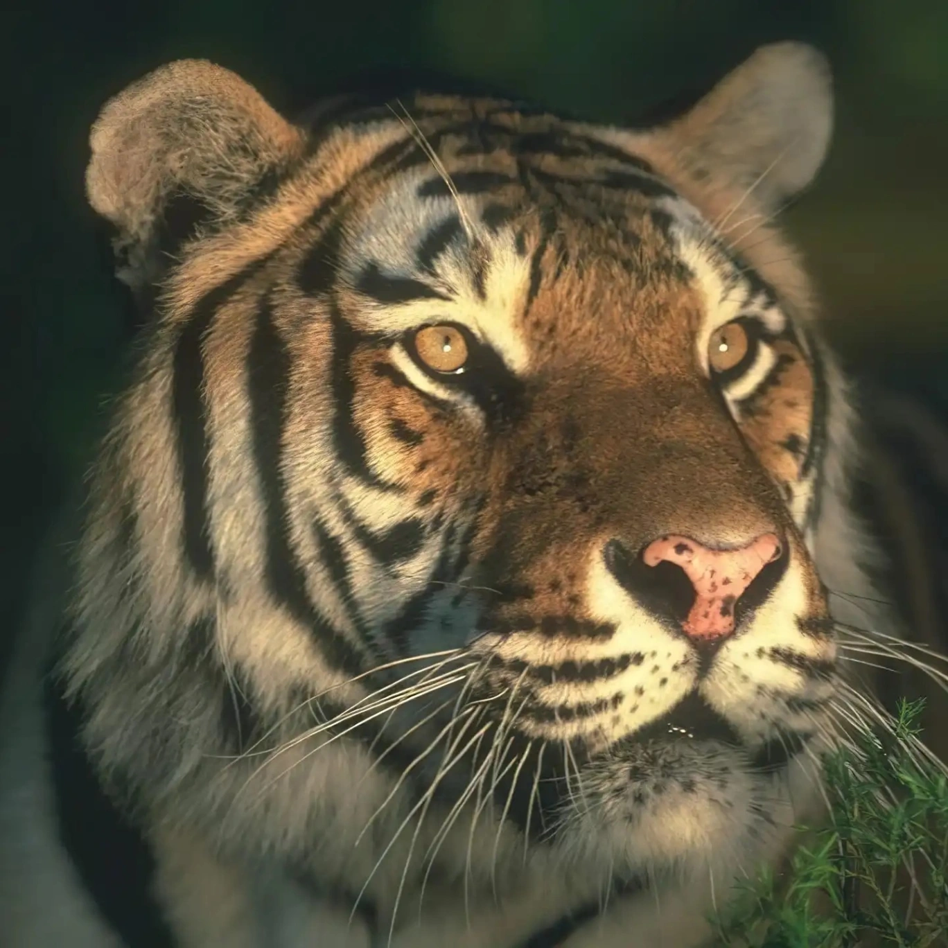 FTiger